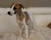 Whippet