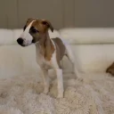 Whippet