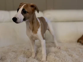 Whippet