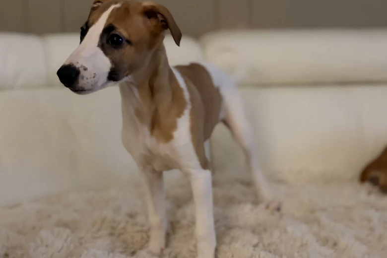 Whippet
