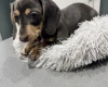 Dachshund (Smooth Haired)