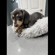 Dachshund (Smooth Haired)