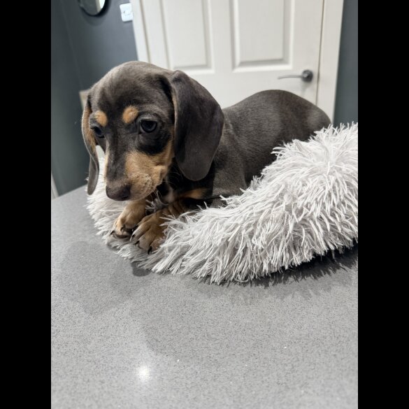 Dachshund (Smooth Haired)