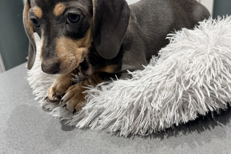 Dachshund (Smooth Haired)