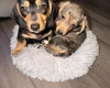 Dachshund (Smooth Haired)