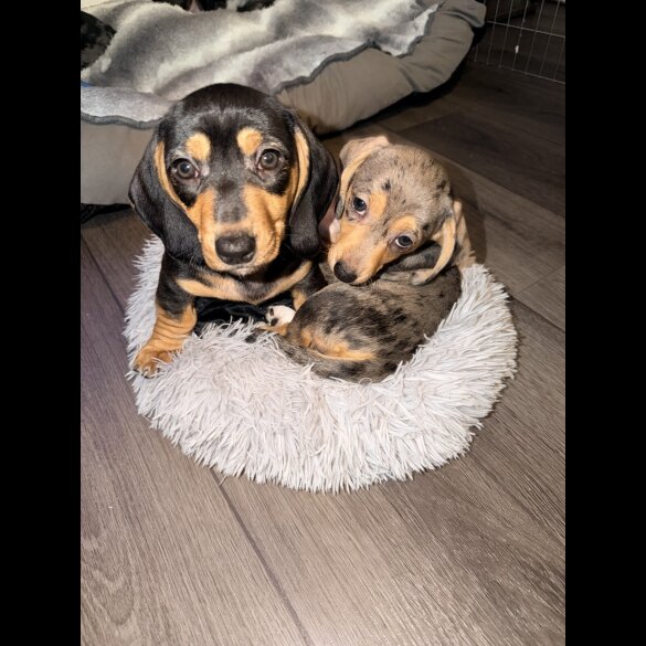 Dachshund (Smooth Haired)