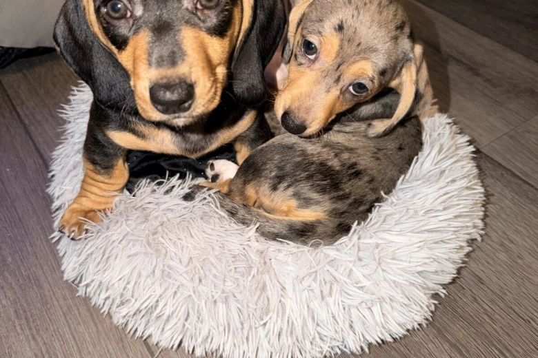 Dachshund (Smooth Haired)