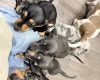 Dachshund (Smooth Haired)