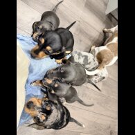 Dachshund (Smooth Haired)