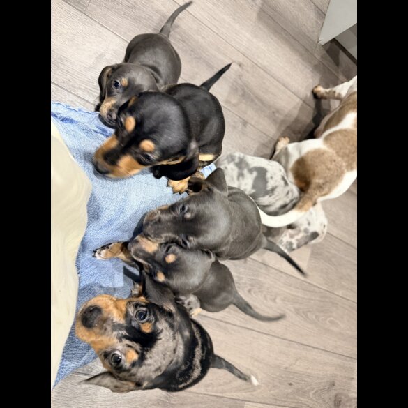 Dachshund (Smooth Haired)