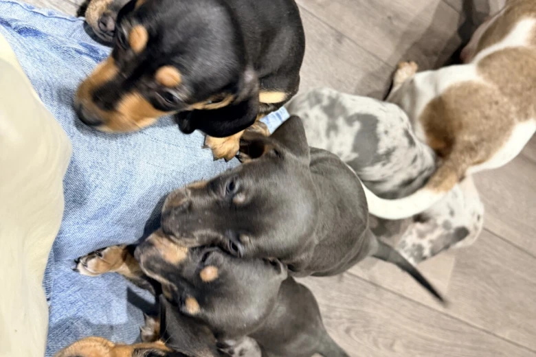 Dachshund (Smooth Haired)