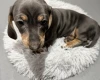Dachshund (Smooth Haired)