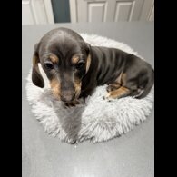 Dachshund (Smooth Haired)