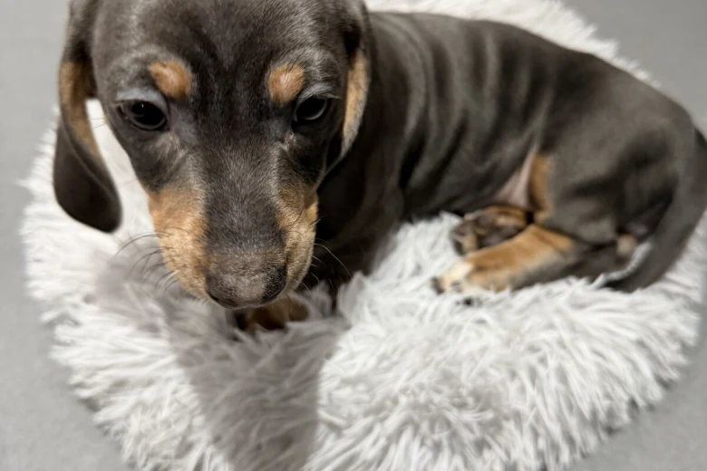 Dachshund (Smooth Haired)