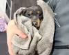 Dachshund (Smooth Haired)