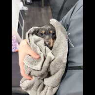 Dachshund (Smooth Haired)