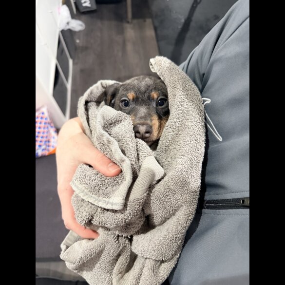 Dachshund (Smooth Haired)