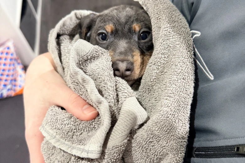 Dachshund (Smooth Haired)