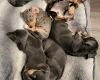 Dachshund (Smooth Haired)