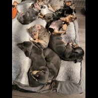 Dachshund (Smooth Haired)