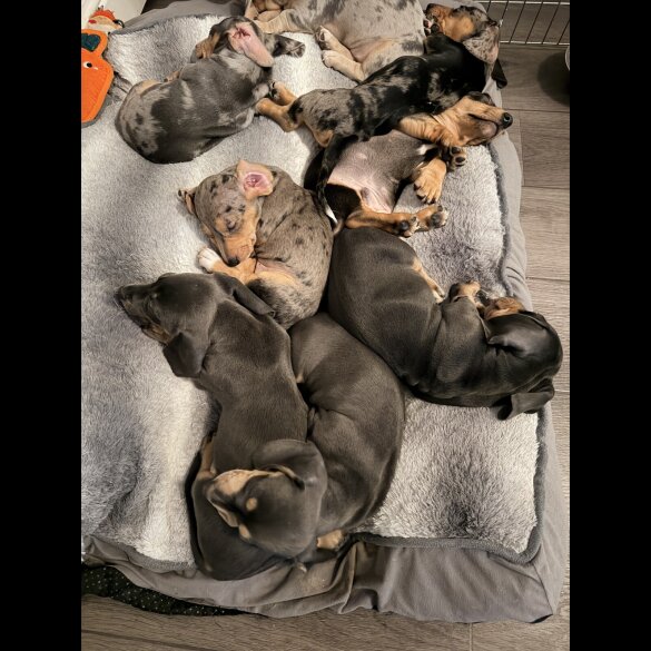 Dachshund (Smooth Haired)