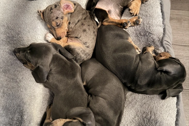 Dachshund (Smooth Haired)