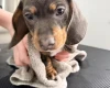 Dachshund (Smooth Haired)