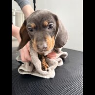 Dachshund (Smooth Haired)