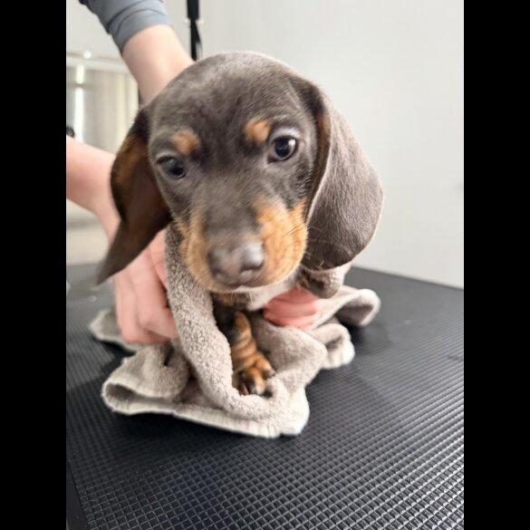 Dachshund (Smooth Haired)