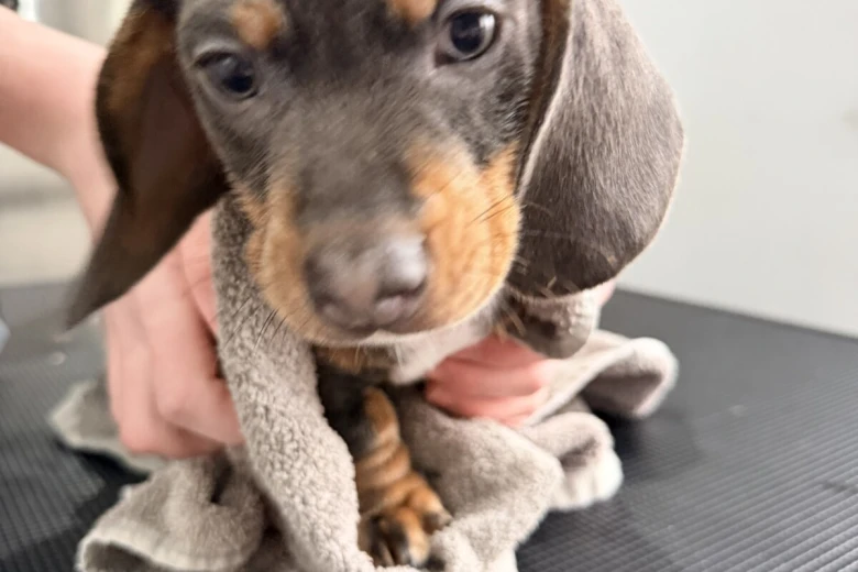Dachshund (Smooth Haired)