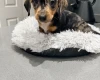 Dachshund (Smooth Haired)
