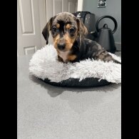 Dachshund (Smooth Haired)