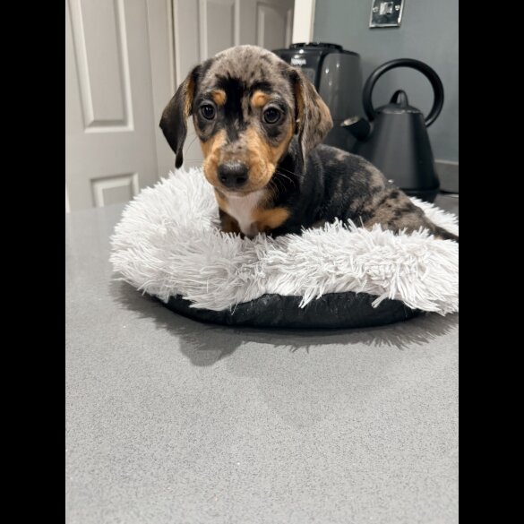 Dachshund (Smooth Haired)