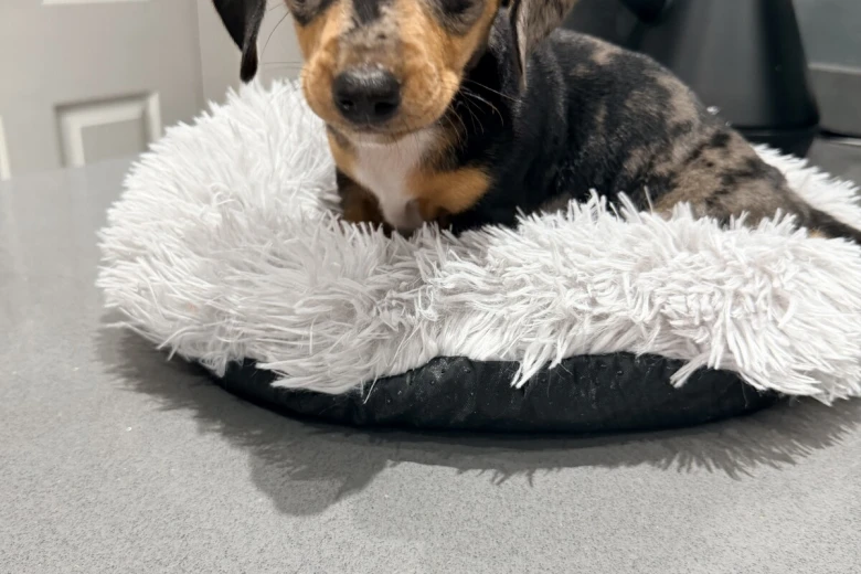 Dachshund (Smooth Haired)