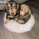 Dachshund (Smooth Haired)