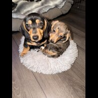 Dachshund (Smooth Haired)