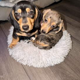 Dachshund (Smooth Haired)