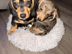 Dachshund (Smooth Haired)