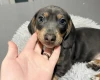 Dachshund (Smooth Haired)