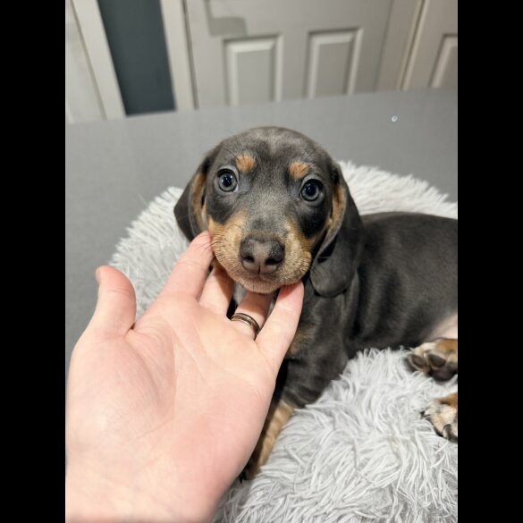 Dachshund (Smooth Haired)