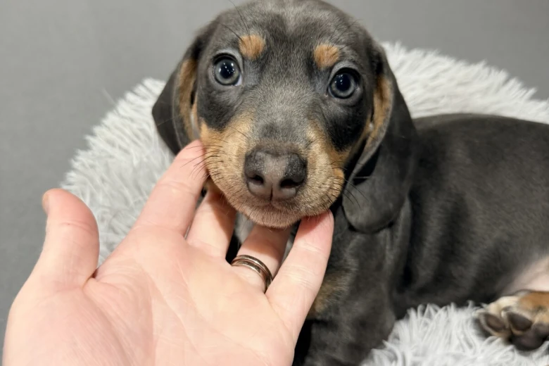Dachshund (Smooth Haired)
