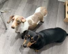Dachshund (Smooth Haired)