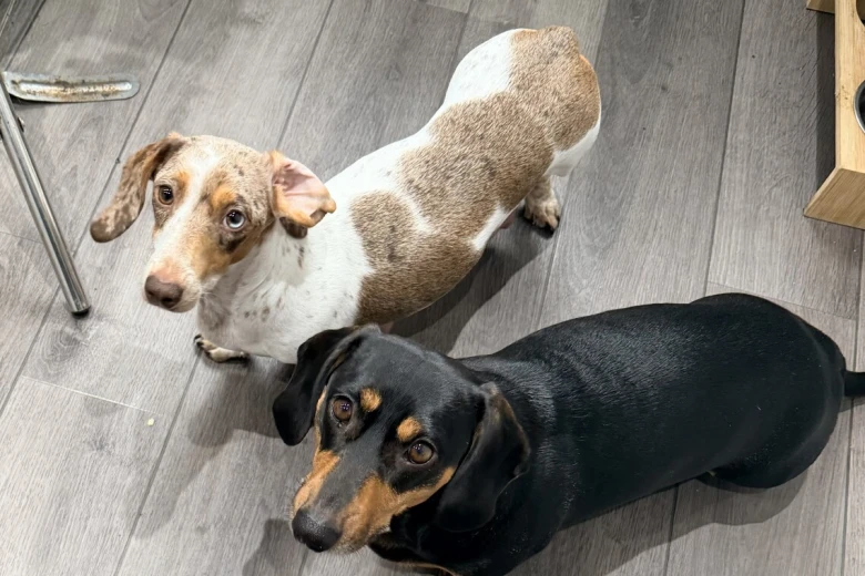 Dachshund (Smooth Haired)