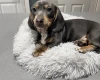 Dachshund (Smooth Haired)