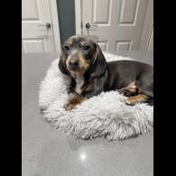 Dachshund (Smooth Haired)