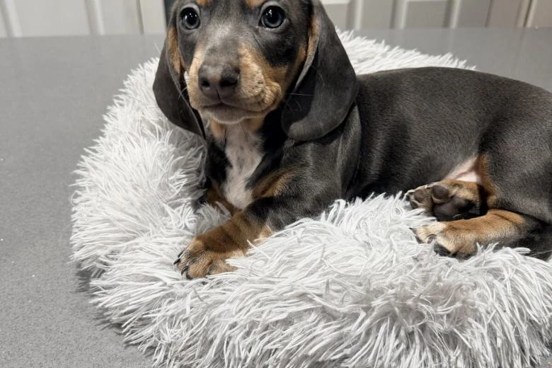 Dachshund (Smooth Haired)