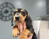 Dachshund (Smooth Haired)