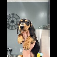 Dachshund (Smooth Haired)