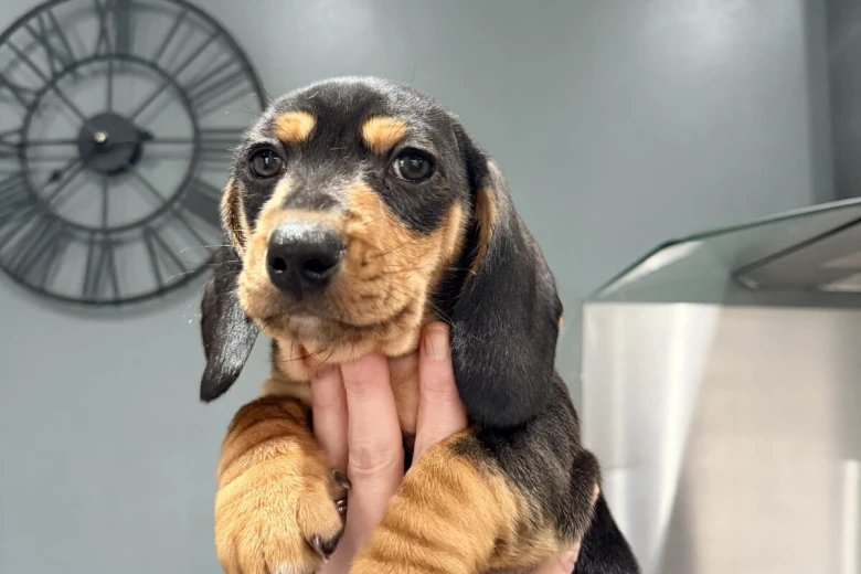 Dachshund (Smooth Haired)