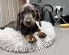 Dachshund (Smooth Haired)